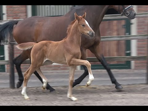 *2020 Stute von So Unique - Stedinger