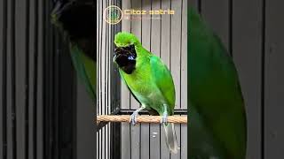 Download lagu CUCAK IJO HIPPER GEBER-GEBER #shorts mp3 Download lagu CUCAK IJO HIPPER GEBER-GEBER #shorts mp3