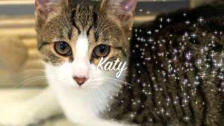 RBARI Adoptable Cats 10-8-14