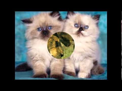 Mi presentación de diapositivas