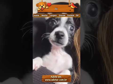 Vídeo de Zé