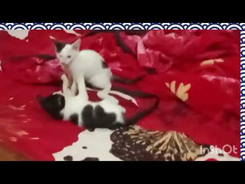 cats fighting