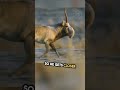 Antelope's Hilarious Courtship Fail (watch till the end) #shorts