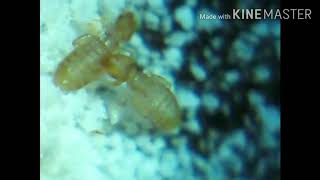 #Psocids [ BOOK LICE ]BOOK LICE* Psocids ( Liposceladidae)final chpt