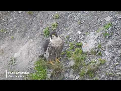 Vídeo de Falco peregrinus. <em>© César Fernández González