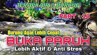 Download lagu Semua Jenis Burung Cepat Buka Paruh, Terapi Air & Burung, Suara Hutan Alam Bebas Part 18 mp3