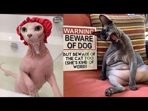 Cute and Funny Sphynx Cats ~ Funny moments ~ Cat breeds #3b