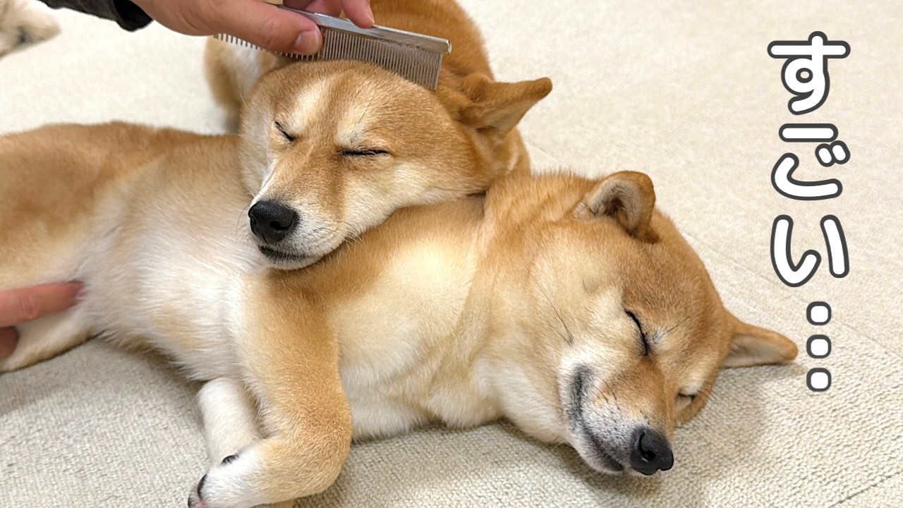 温泉旅行から帰ってきた豆柴姉妹の毛並みが想像以上でした…