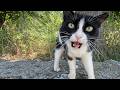 Very Hungry Stray Cat Greeted Us With Loud Meows