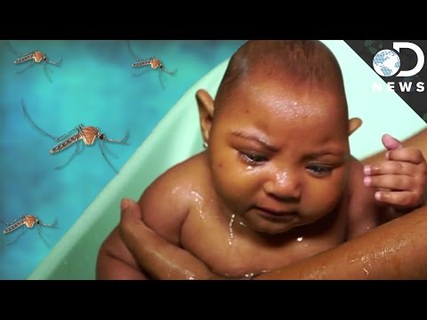 【新聞時事】到底什麼是茲卡病毒? (The Devastating Zika Virus Explained)