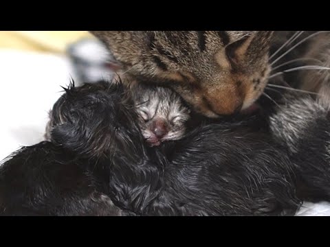 Cat Giving Birth to 5 cute Kittens😻-Sensitive Moments-A moving video about the preciousness of life