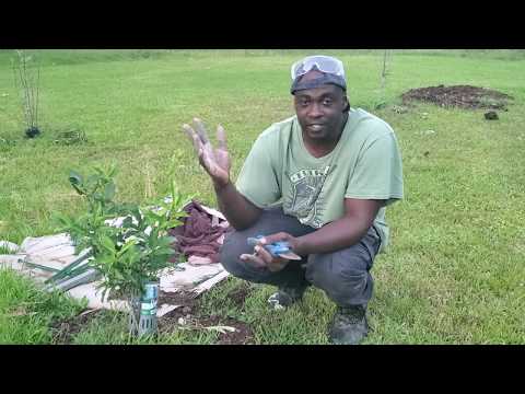 Grafting Citrus Trees Update| What to Do After The Graft  Takes?