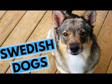 download lagu mp3 mp4 Danish Swedish Farmdog Breeder Usa, download lagu Danish Swedish Farmdog Breeder Usa gratis, unduh video klip Danish Swedish Farmdog Breeder Usa