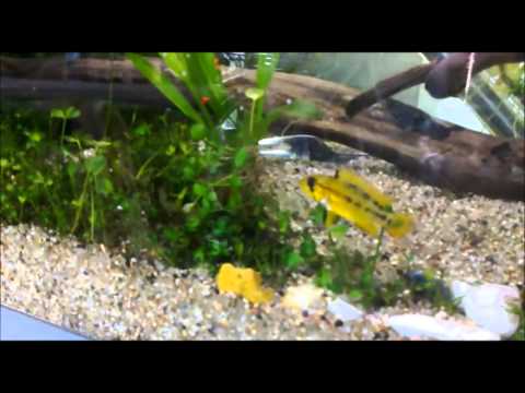 Apistogramma MacMasteri 2.0