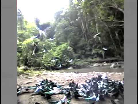 ウラニアツバメガの飛翔