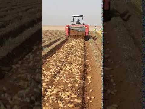 حصاد بطاطس مونديال أَفَرَأَيْتُم مَّا تَحْرُثُونَ أَأَنتُمْ تَزْرَعُونَهُ أَمْ نَحْنُ الزَّارِعُونَ