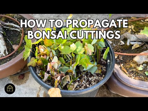 How to Propagate Bonsai Cuttings in 5 Minutes! *EASY*