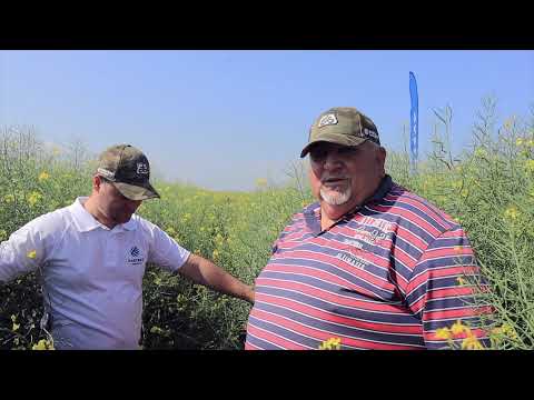 Despre cel mai nou hibrid de rapiță, PT303 rezistent la Sclerotinia - dl. Marius Zărnescu