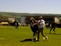 3 Year Old Welsh Fillys Royal Welsh Show July 24 07 2012