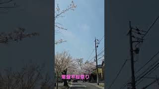 #桜 #桜並木 #花見 #sakura  #japan