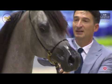 N.33 D ASERAH.. - Dubai International Arabian Horse Championship 2023 - Yearling Fillies (Class 2B)