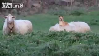 Have you ever seen a dog riding a sheep