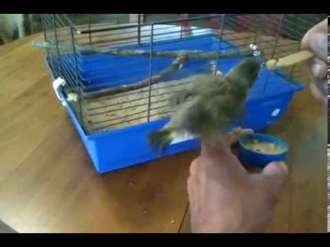 comment soigner un petit oiseau tombé du nid
