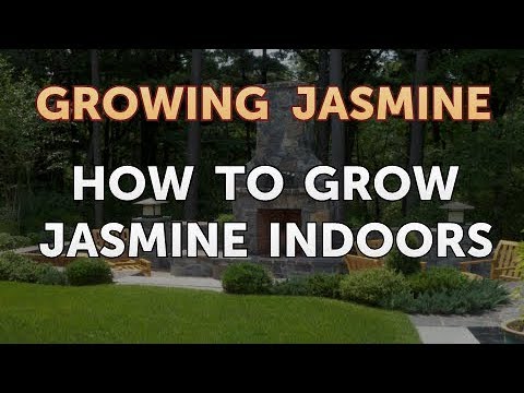 How to Prune a Jasmine Plant