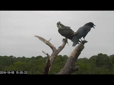 American Crow Interrupts Osprey's Lunch – Oct. 5, 2016