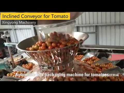 Tomato packing system/Tomato box packaging machine/inclined conveyor——Xingyong Machinery