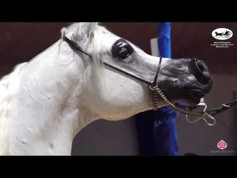 N 124 ALEXXANDERR   Mediterranean and Arab Countries AHC   Menton 2022   Stallions 8+ Years Old Clas