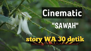 Download lagu Cinematic 'Sawah' story WA 30 detik mp3 Download lagu Cinematic 'Sawah' story WA 30 detik mp3