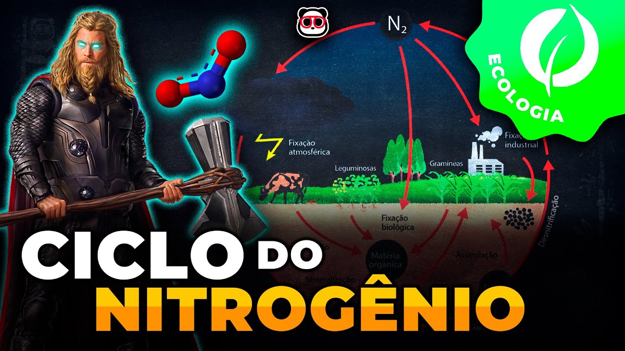 Ciclo do Nitrogênio