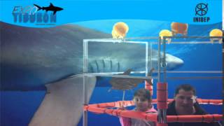 DIA 2 Expo Tiburon214