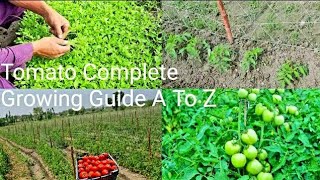 How To Grow Tomatoes From Seed To Harvest | How To Stake, Prune, Tie, Care And Harvest Tomatoes