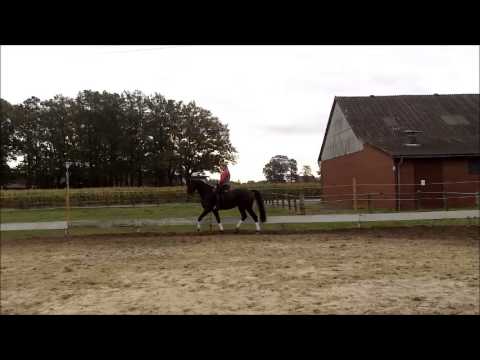 4jähriger wallach von londontime  lotzing 001