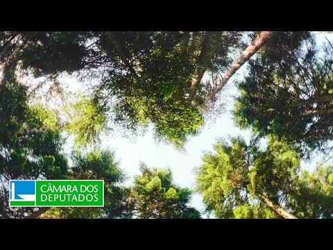 Aprovada exclusão da silvicultura do rol de atividades poluidoras - 08/05/2024