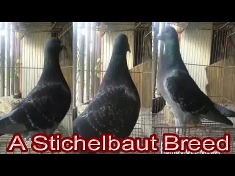 , title : 'A Stichelbaut Breed'