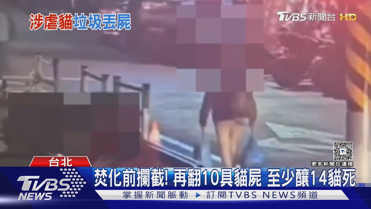 整袋蛆蟲貓屍!兩垃圾袋裝12具貓屍 信義女遭控「狠心虐貓」