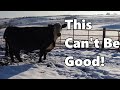Storytime With Adam Prolapsed Cow And We Almost Killed A Sheep All About Prolapses