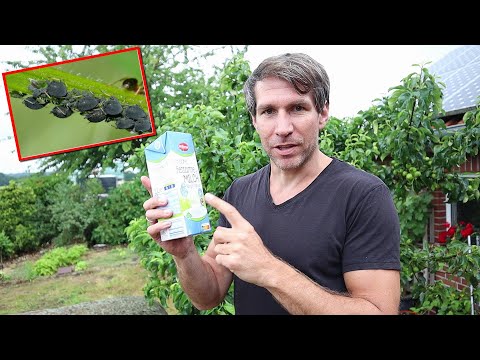 Milch gegen Blattläuse - Blattläuse bekämpfen mit Hausmittel