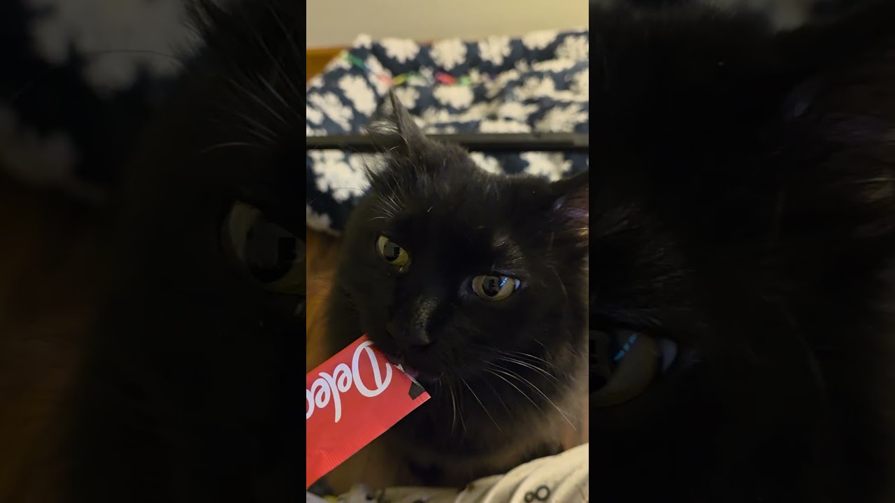 Enlarge Koal, a Adoptable Domestic Long Hair in Jamesville, NY video 4/6