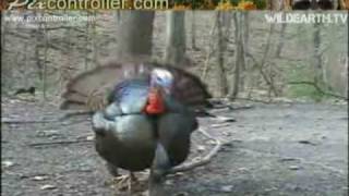 Tom Wild Turkey in display and gobbles for the camera