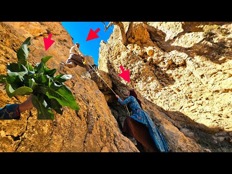 Tooba's daring journey to the rocks: traversing dangerous mountains to collect healing medicines🌱🏔🌿