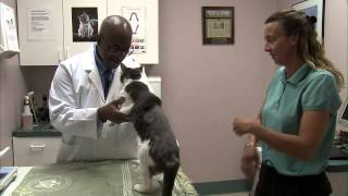 preview picture of video 'Welcome to Brookhaven Cat Hospital | East Setauket, NY'