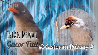 Download lagu Merdu Dan Jernih.Poksay Gacor Pancingan Ampuh Poksay Mandarin Terbaru 2022 mp3 Download lagu Merdu Dan Jernih.Poksay Gacor Pancingan Ampuh Poksay Mandarin Terbaru 2022 mp3