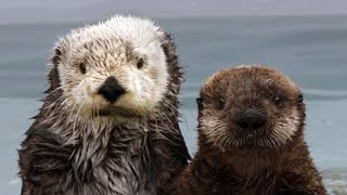 The Fantastic Fur of Sea Otters | Deep Look