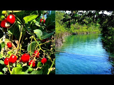 COLHEITA DOS CAJUZINHOS e NASCENTE FAZENDA DA VOVÓ - NATUREZA LINDA. Irany Vieira - Artesanato