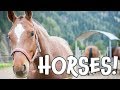 Horses Learn About Horses For Children