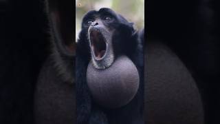 Download lagu Siamang Gibbons Sounds mp3 Download lagu Siamang Gibbons Sounds mp3